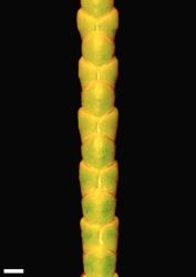 Veronica annulata. Branchlet. Scale = 1 mm.
 Image: W.M. Malcolm © Te Papa CC-BY-NC 3.0 NZ